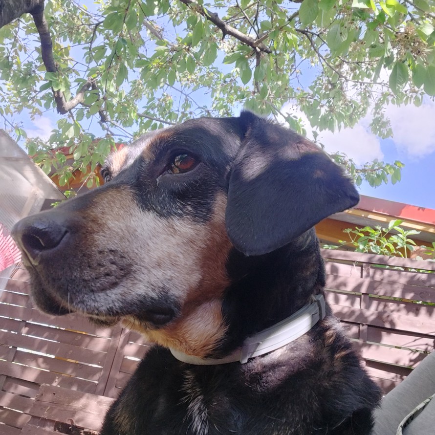 Lili